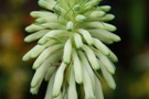 Veltheimia bracteata